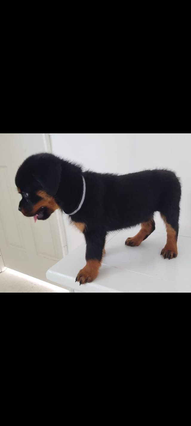 AKC Rottweiler Pups media 9
