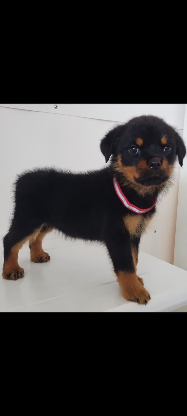 AKC Rottweiler Pups media 12