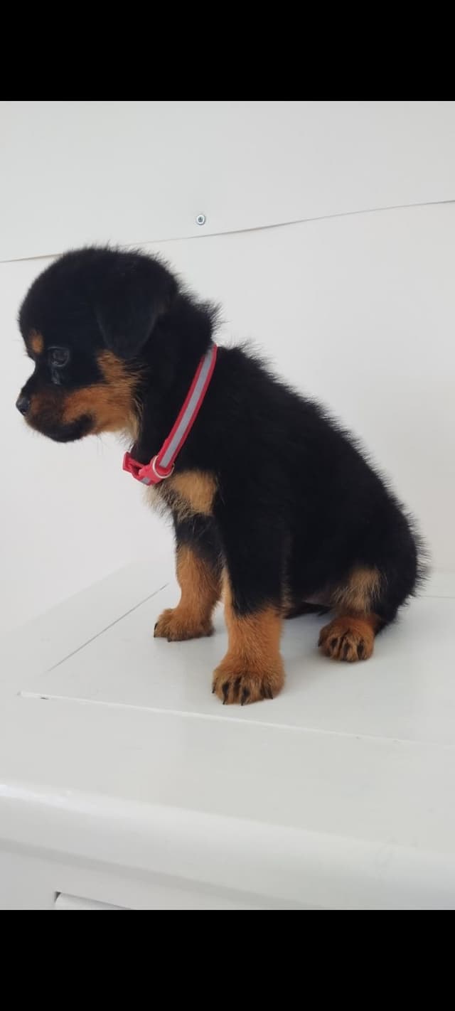 AKC Rottweiler Pups media 11