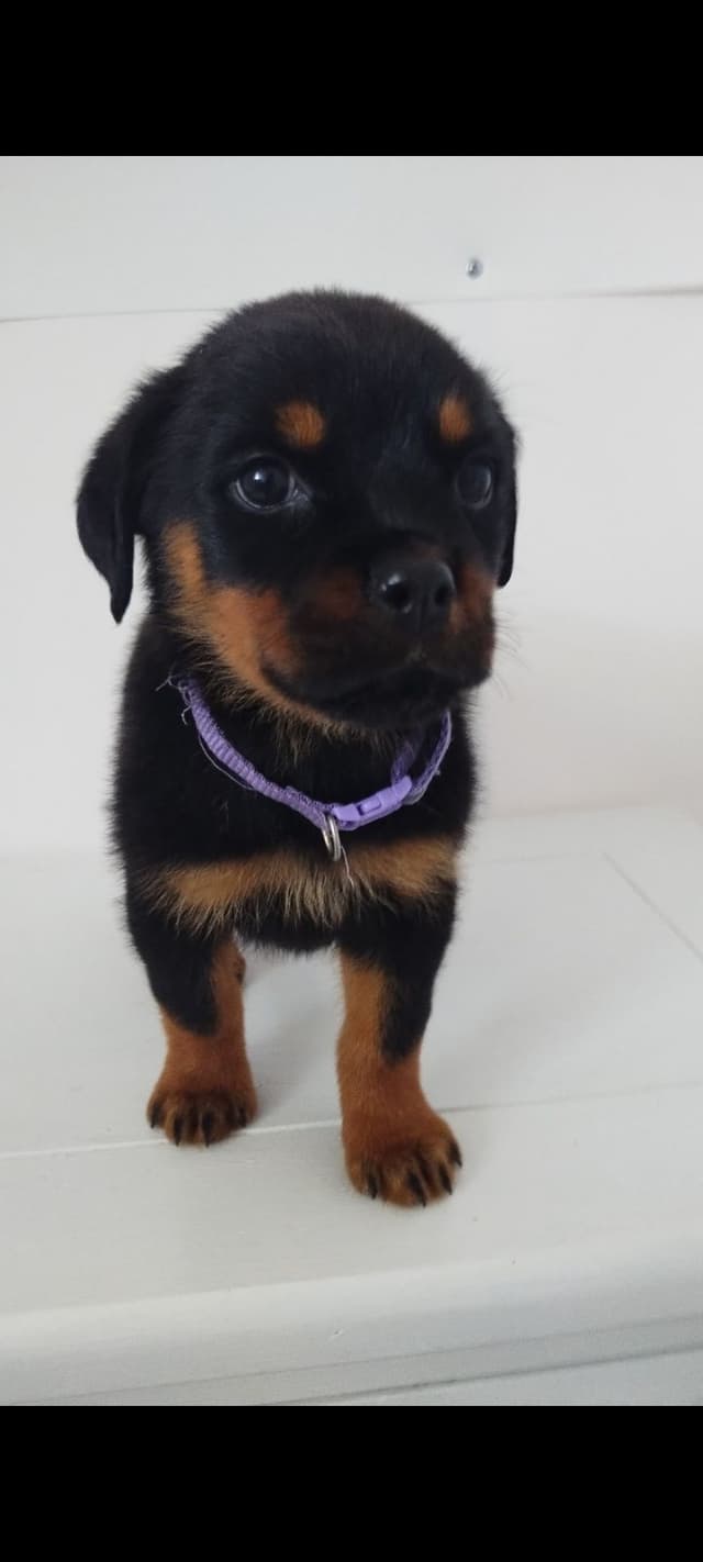 AKC Rottweiler Pups media 13