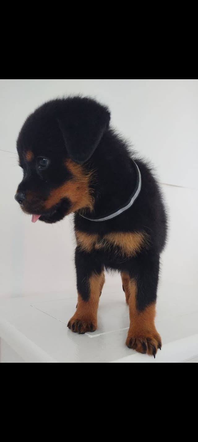 AKC Rottweiler Pups media 15