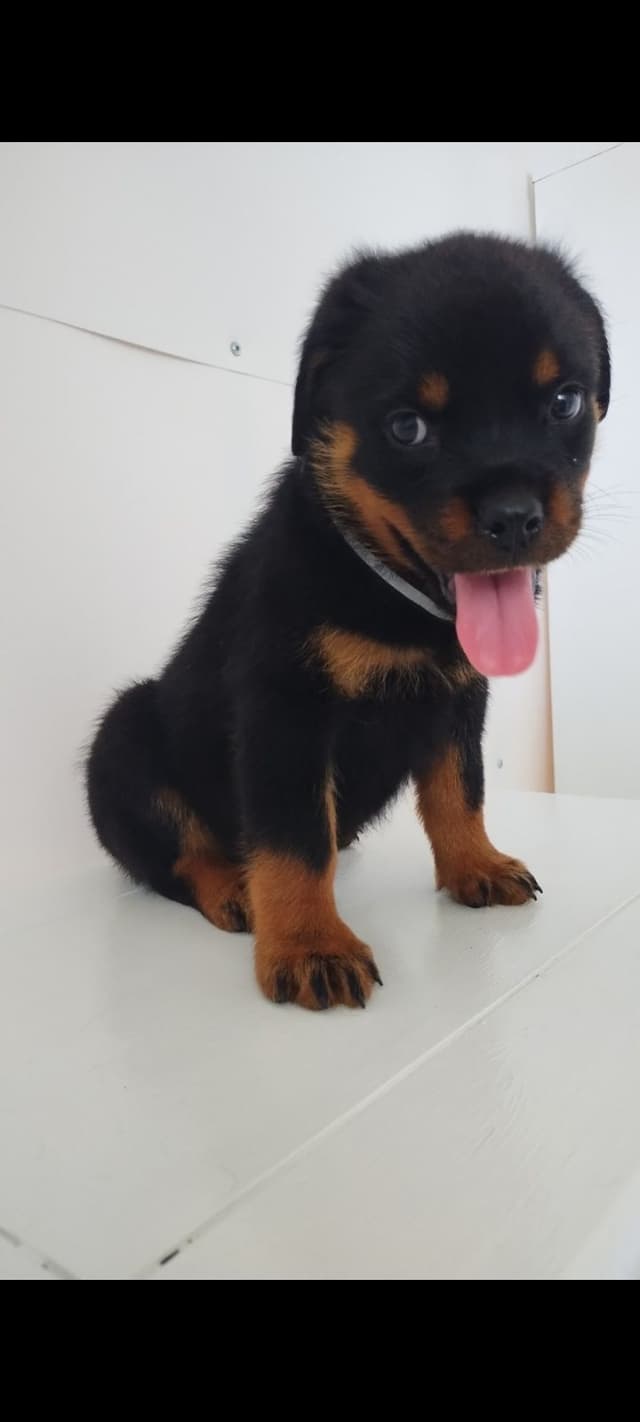 AKC Rottweiler Pups media 16