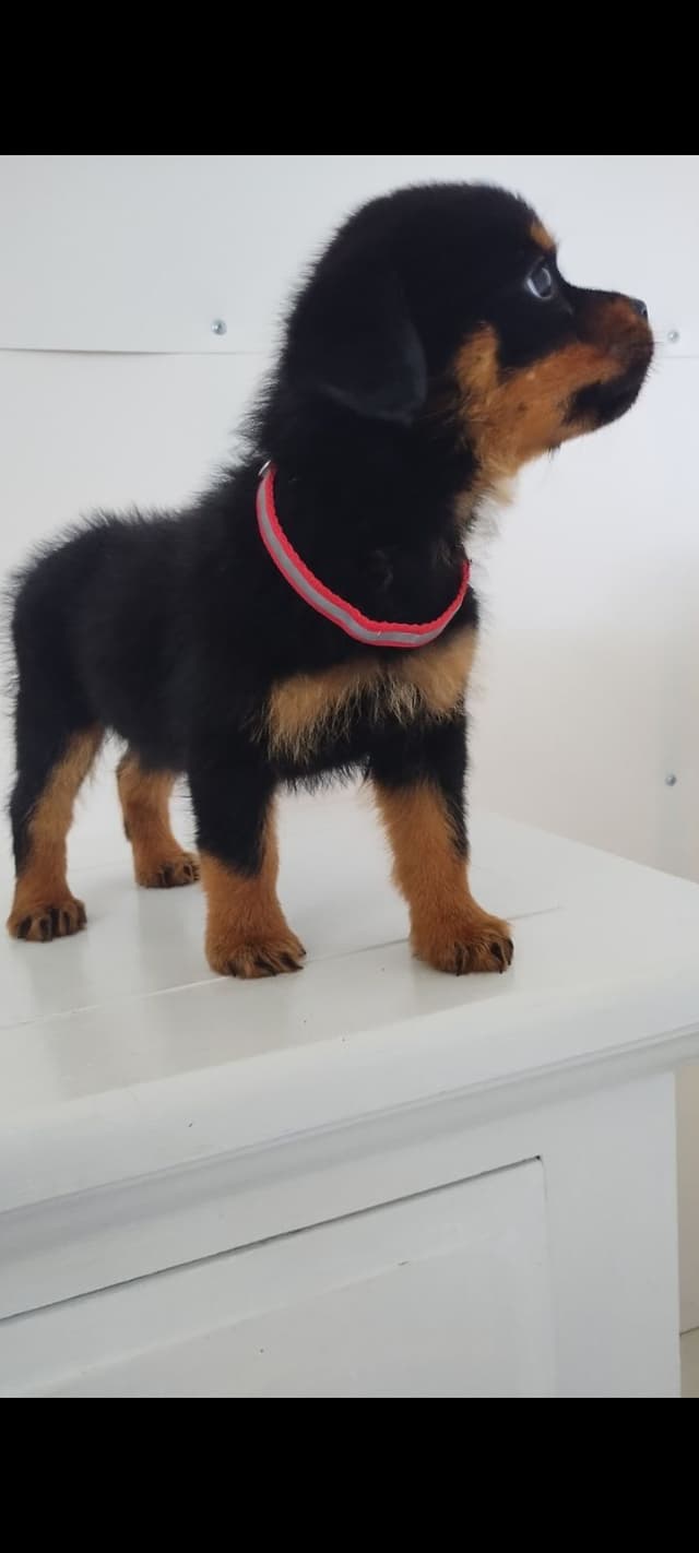 AKC Rottweiler Pups media 14
