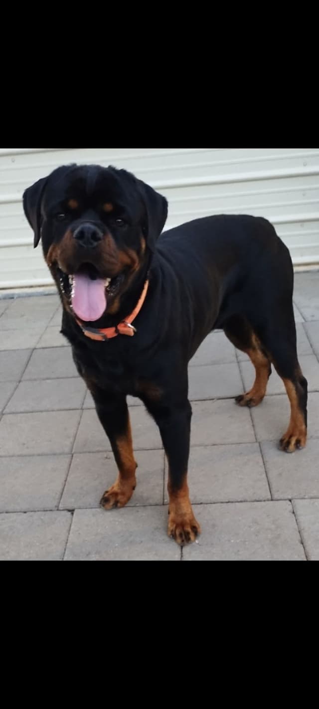 AKC Rottweiler Pups media 17