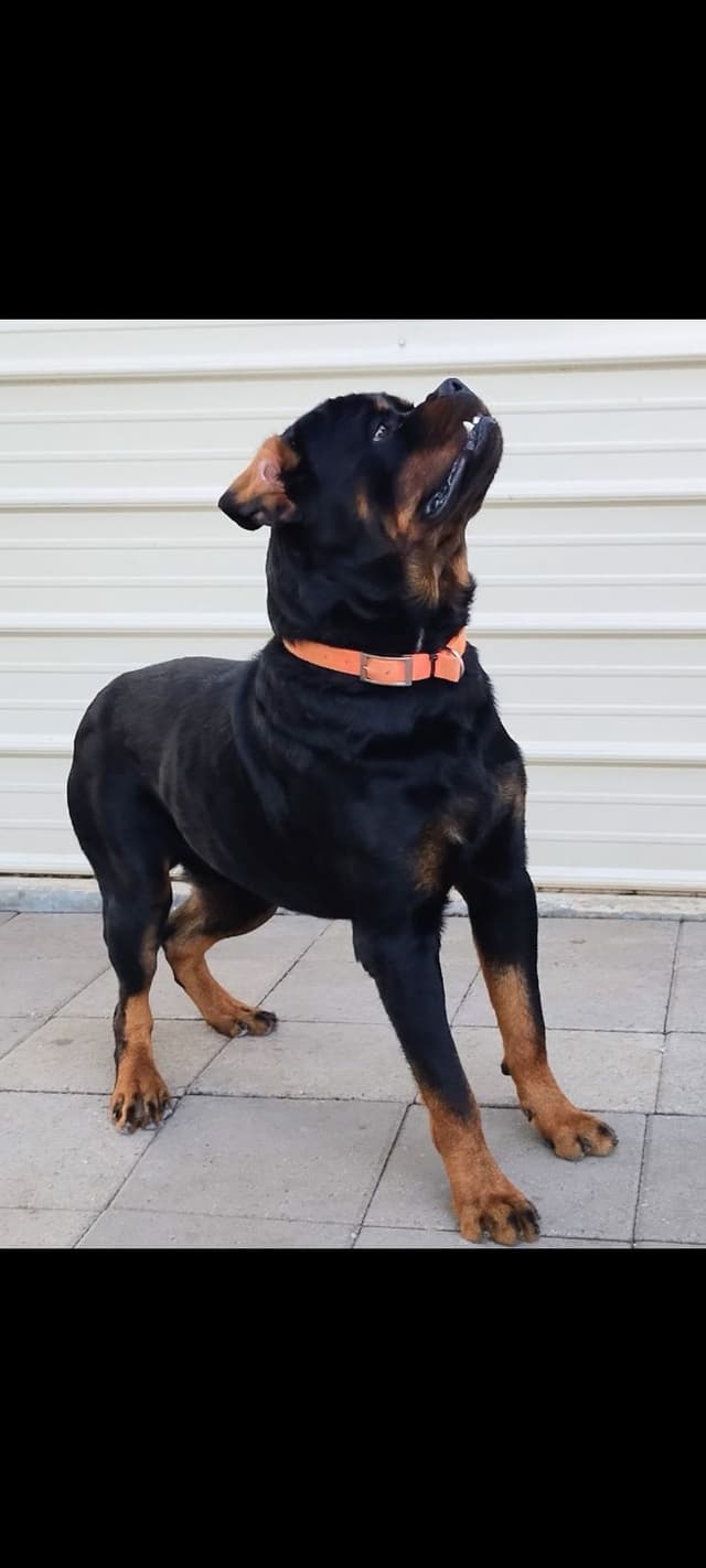 AKC Rottweiler Pups media 19