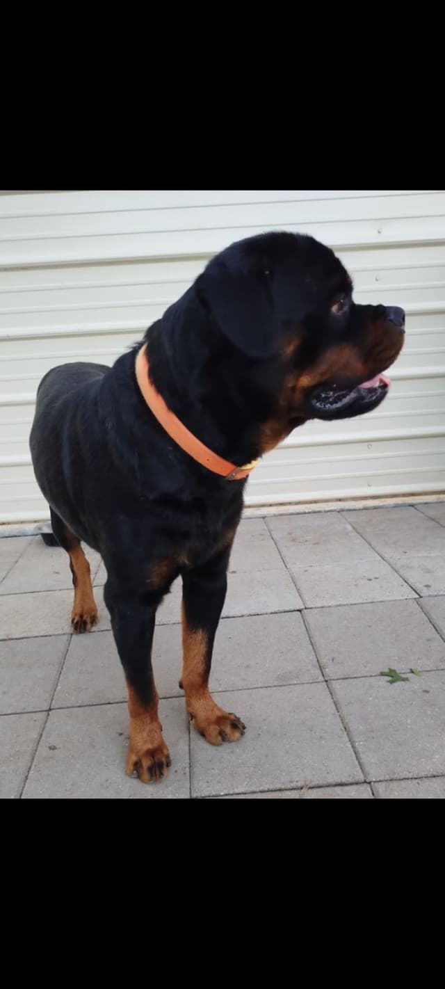 AKC Rottweiler Pups media 22