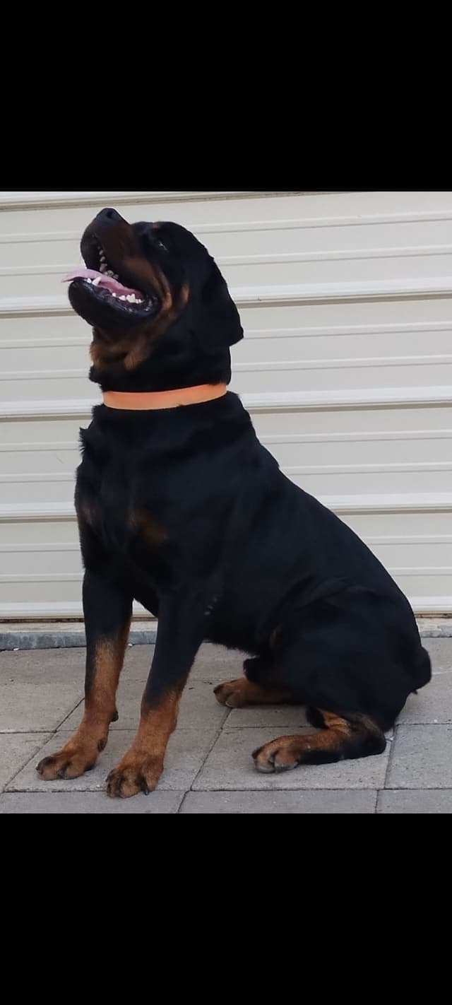 AKC Rottweiler Pups media 18
