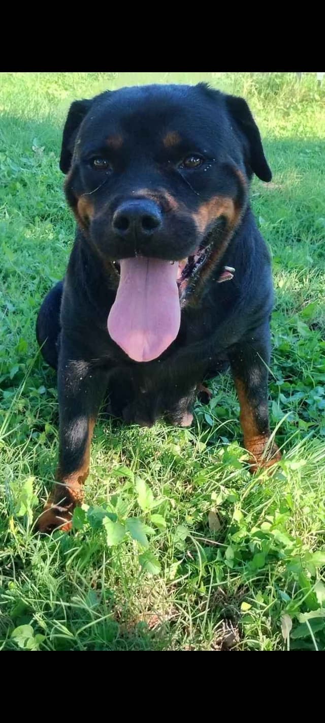 AKC Rottweiler Pups media 25