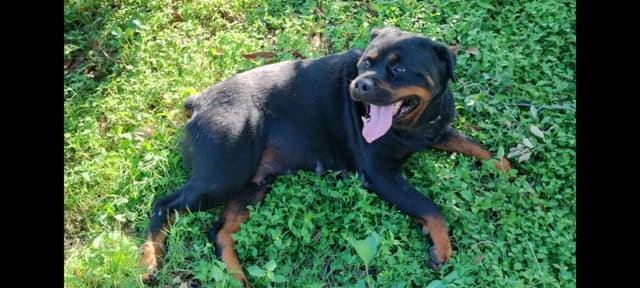 AKC Rottweiler Pups media 21