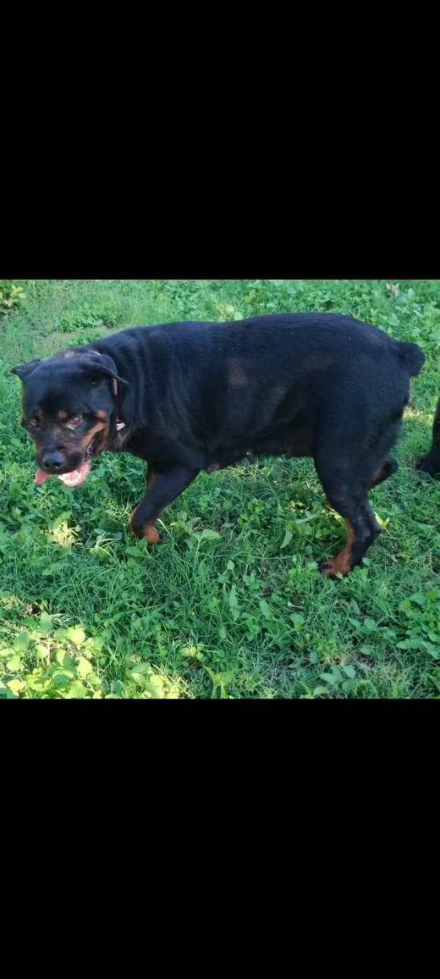 AKC Rottweiler Pups media 23
