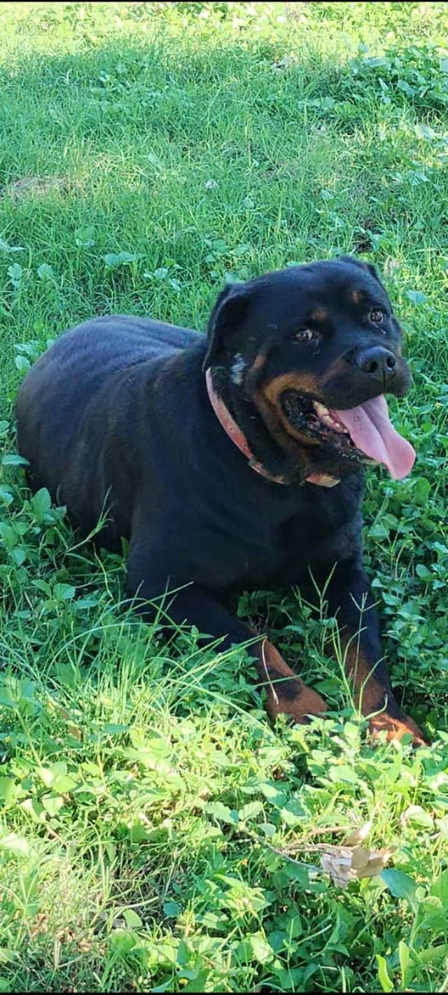 AKC Rottweiler Pups media 20