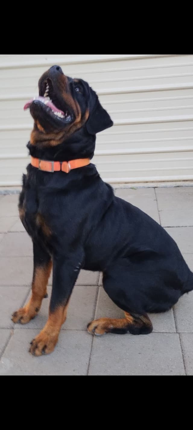 AKC Rottweiler Pups media 24
