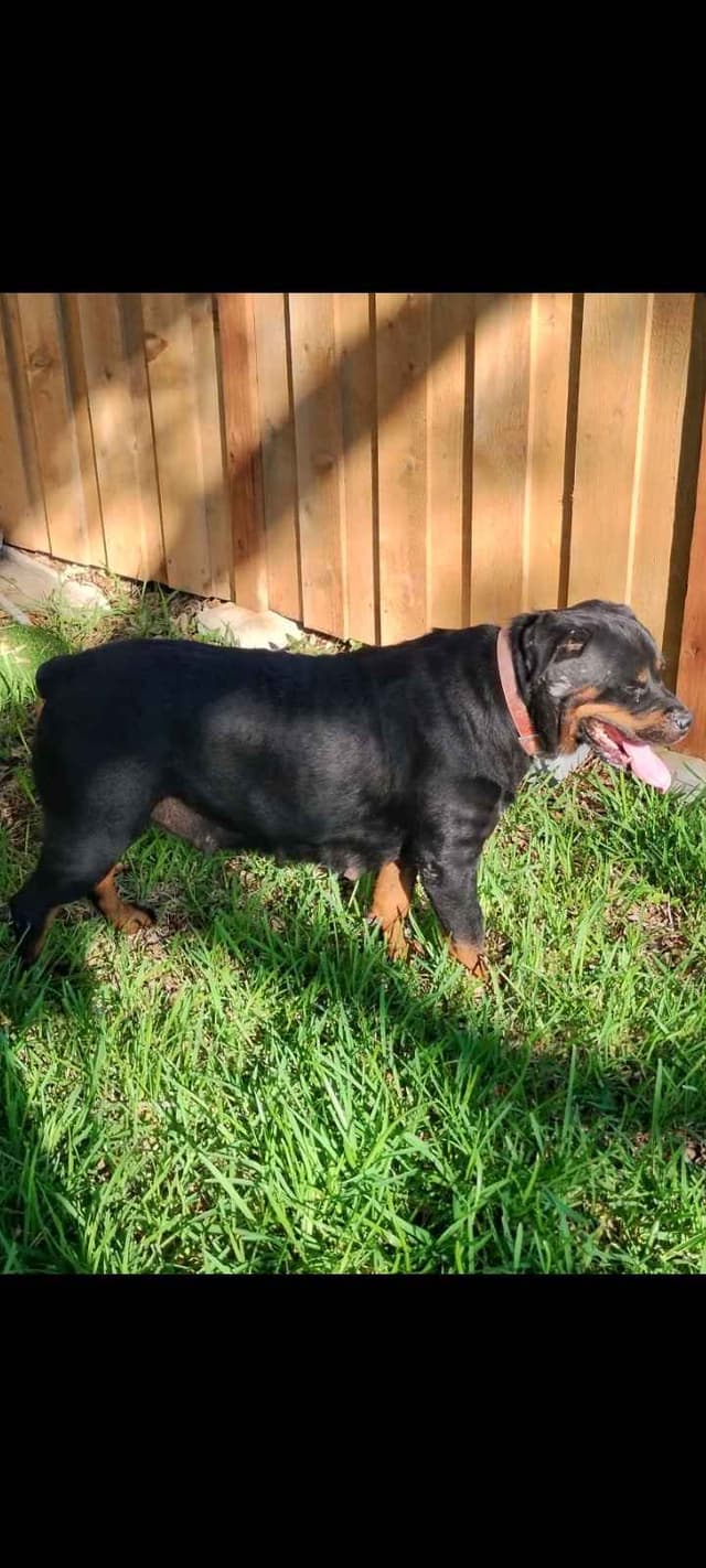 AKC Rottweiler Pups media 27