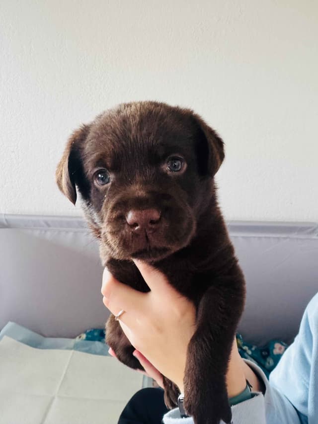 Labrador Retriever Puppies media 2