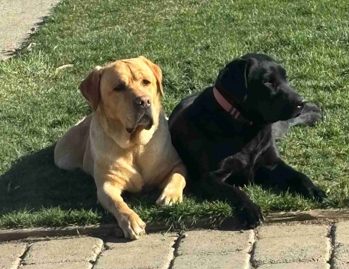 Labrador Retriever Puppies breeder image 3