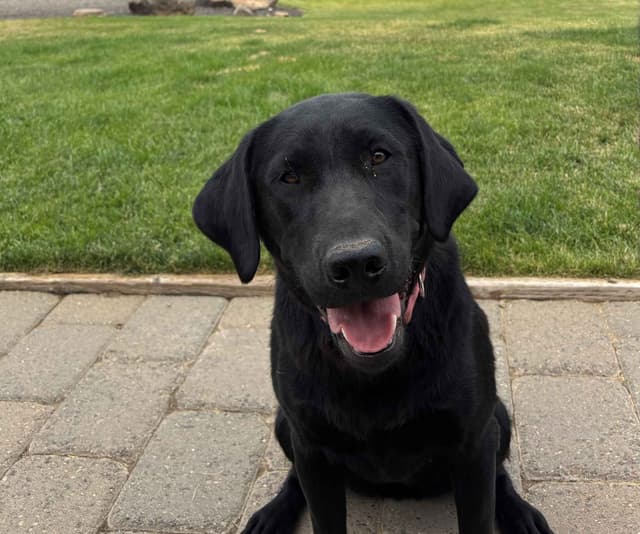 Labrador Retriever Puppies media 4