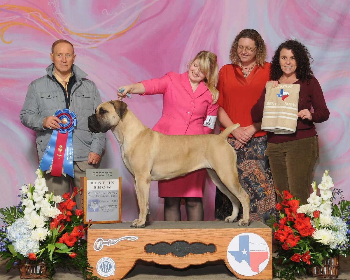 Boerboel Puppies breeder image 26