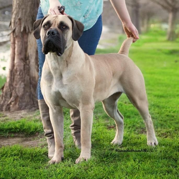 Boerboel Puppies breeder image 29
