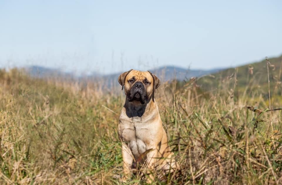 Boerboel Puppies breeder image 28