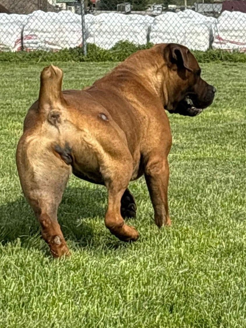 Boerboel Puppies breeder image 6