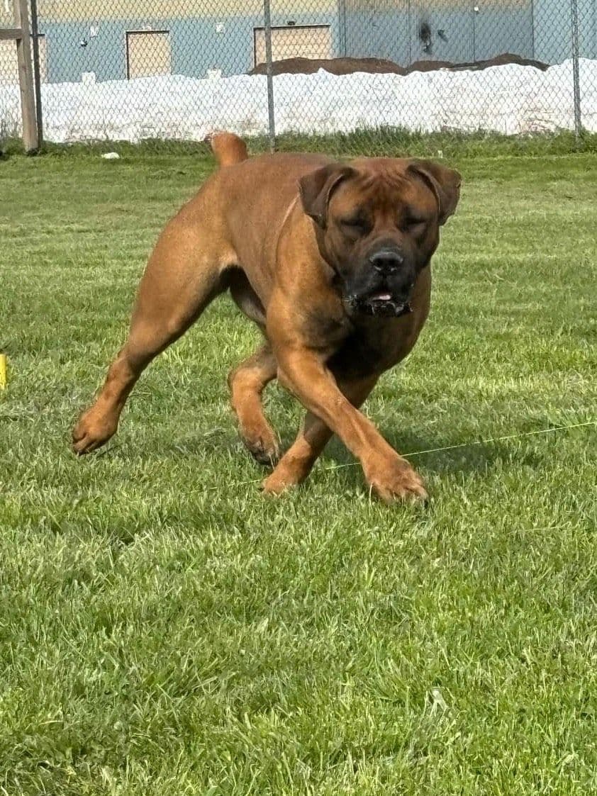 Boerboel Puppies breeder image 7