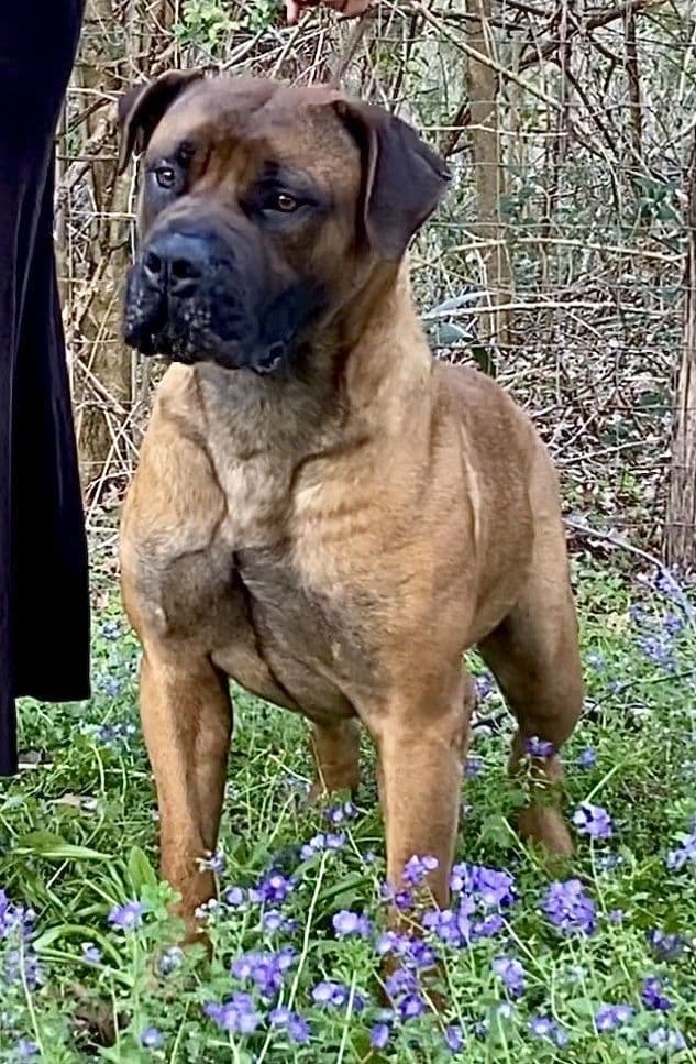 Boerboel Puppies breeder image 8