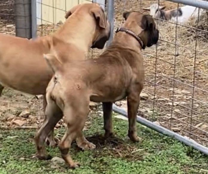 Boerboel Puppies breeder image 5