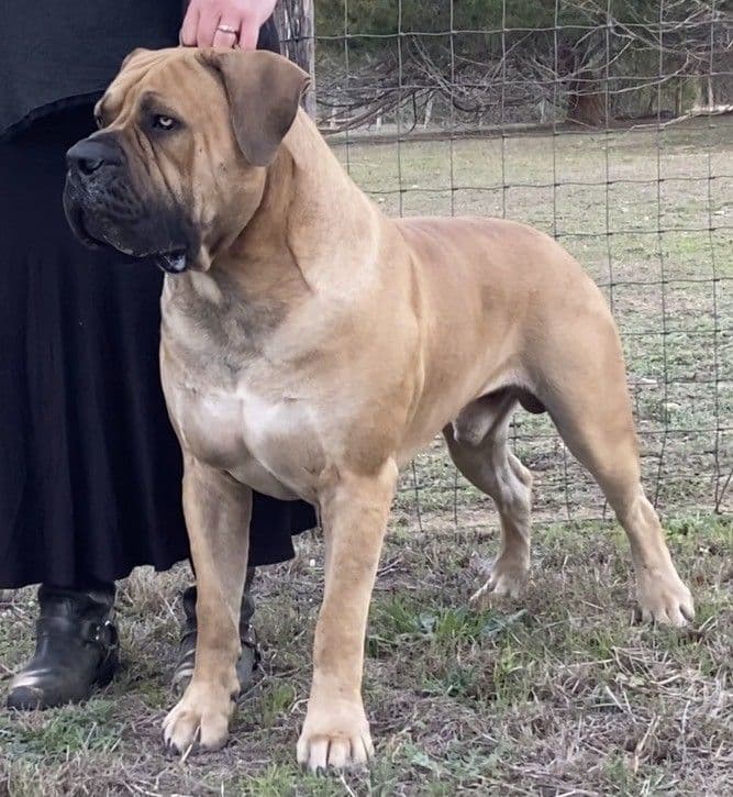 Boerboel Puppies breeder image 2