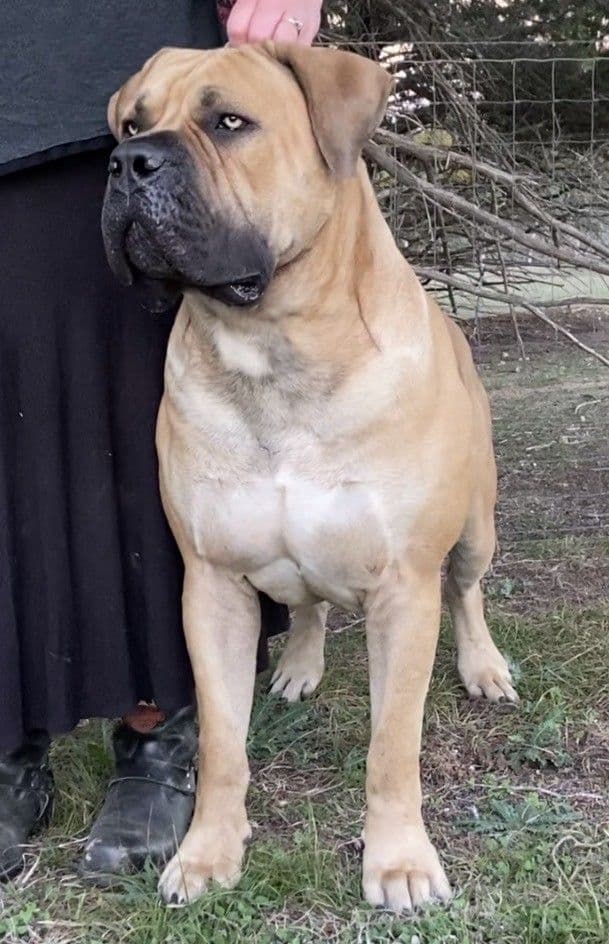 Boerboel Puppies breeder image 3