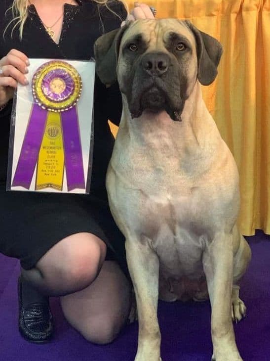 Boerboel Puppies breeder image 24