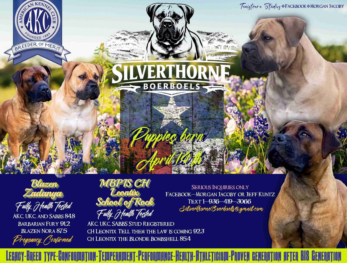 Boerboel Puppies breeder image 1