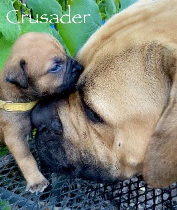 Boerboel Puppies breeder image 9