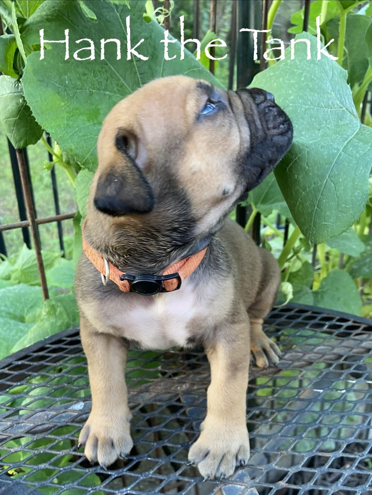 Boerboel Puppies breeder image 10