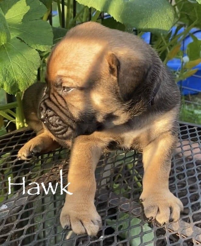 Boerboel Puppies breeder image 12