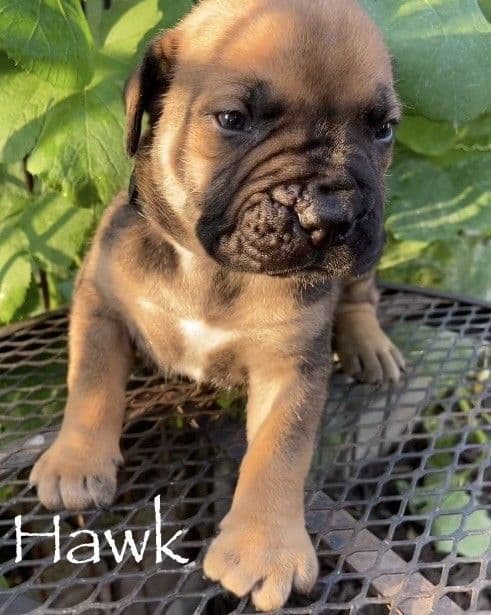 Boerboel Puppies breeder image 13