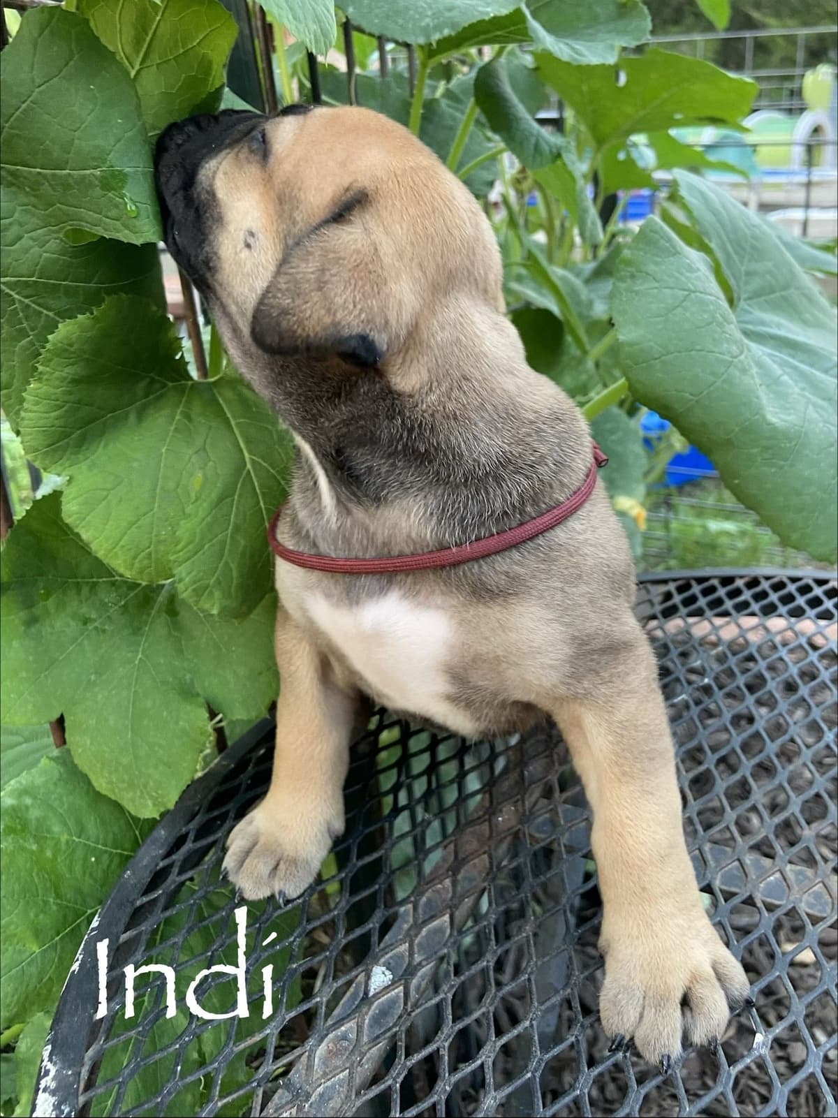 Boerboel Puppies breeder image 14