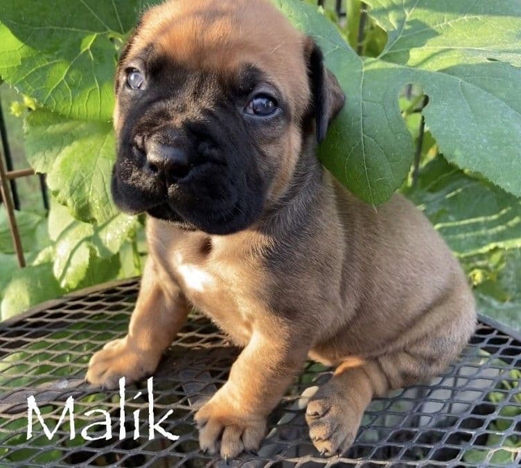 Boerboel Puppies breeder image 16