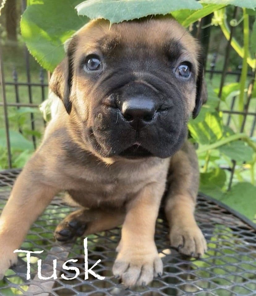 Boerboel Puppies breeder image 19