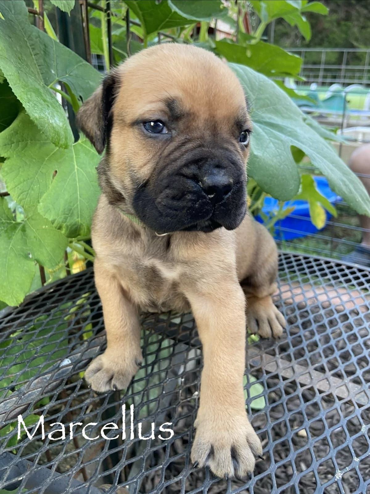 Boerboel Puppies breeder image 20