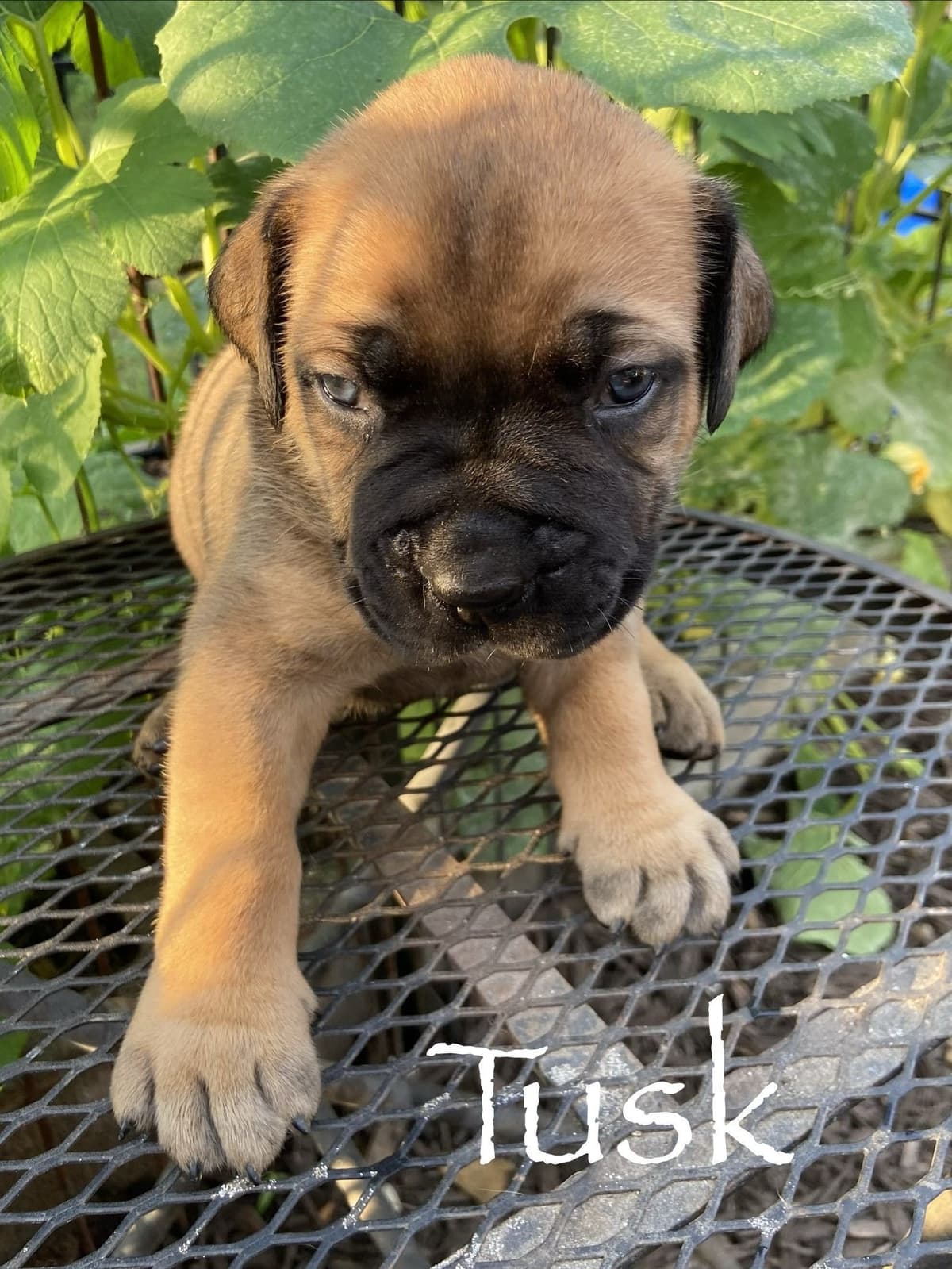 Boerboel Puppies breeder image 18
