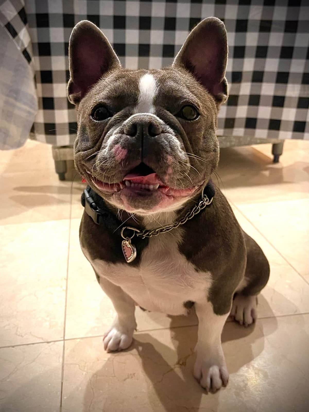 Stars And Stripes Frenchies Focused on Health Structure &Temperanent breeder image 5
