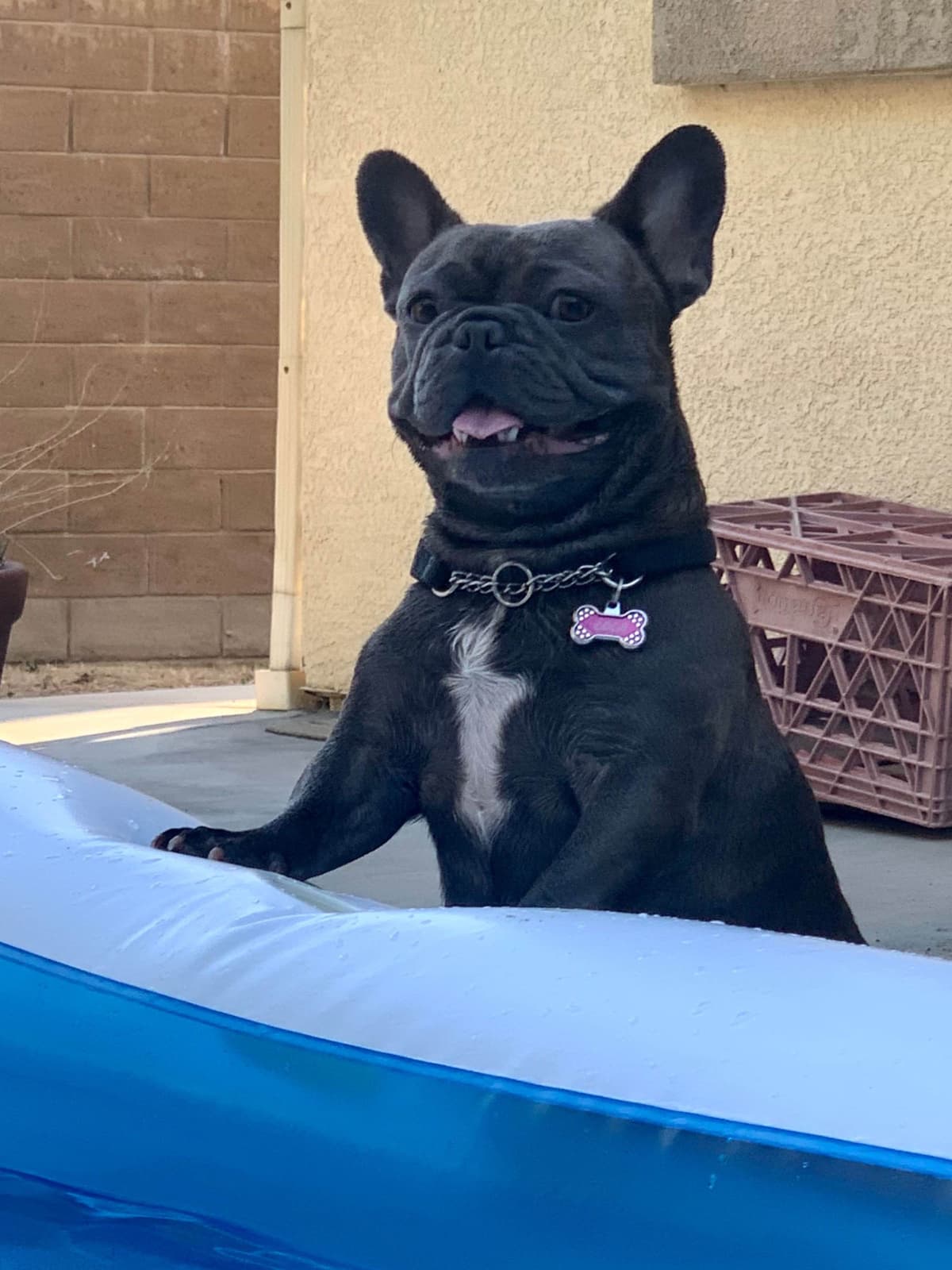 Stars And Stripes Frenchies Focused on Health Structure &Temperanent breeder image 4