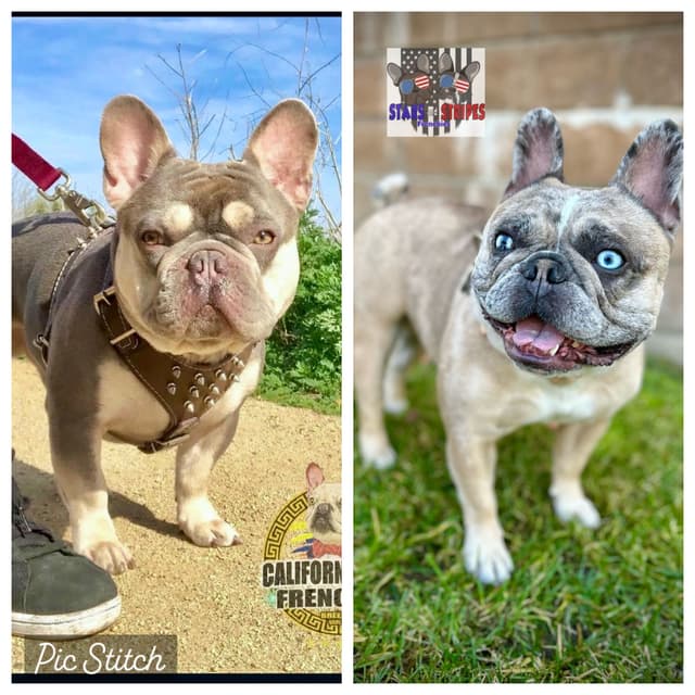 Stars And Stripes Frenchies Focused on Health Structure &Temperanent media 3