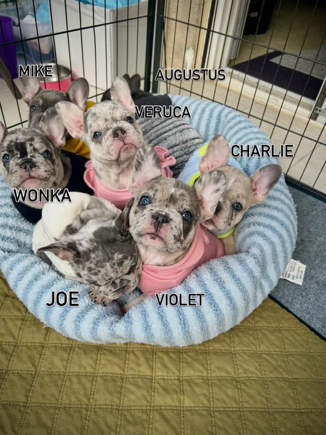 Stars And Stripes Frenchies Focused on Health Structure &Temperanent media 9