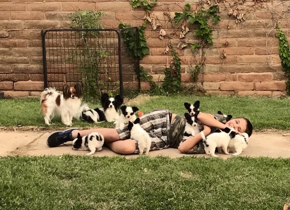 Papillon Puppies breeder image 1