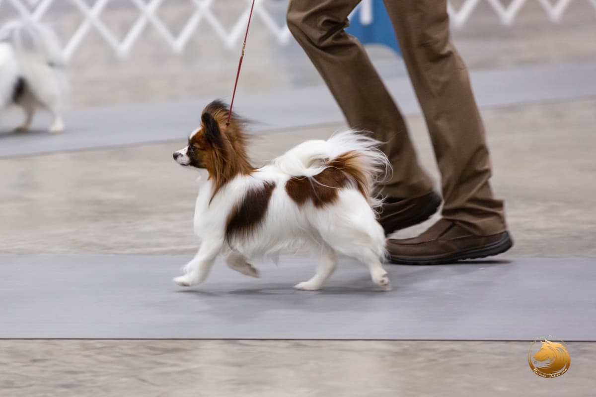 Papillon Puppies breeder image 2
