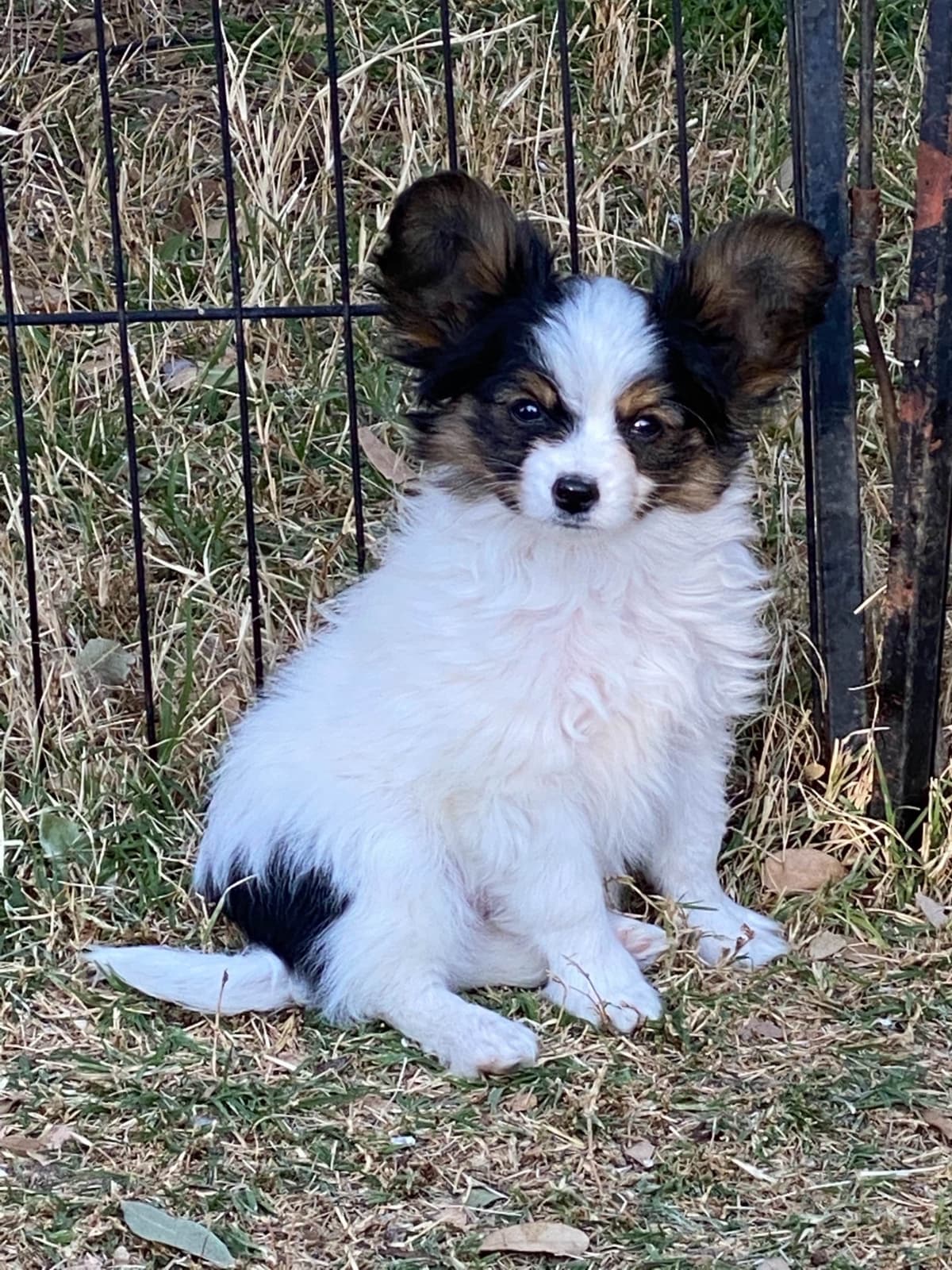 Papillon Puppies breeder image 3