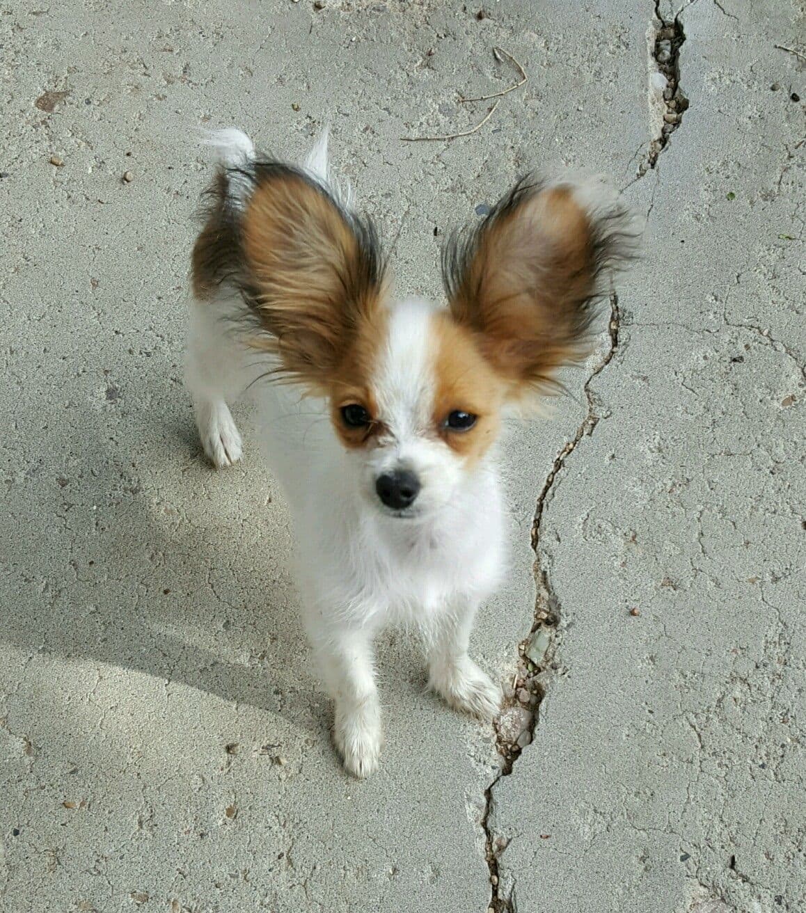 Papillon Puppies breeder image 5