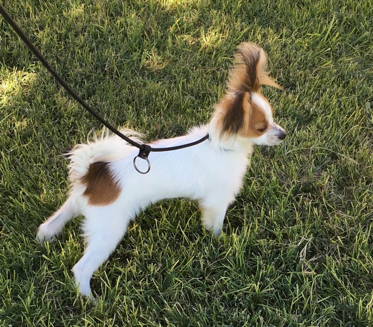 Papillon Puppies breeder image 6