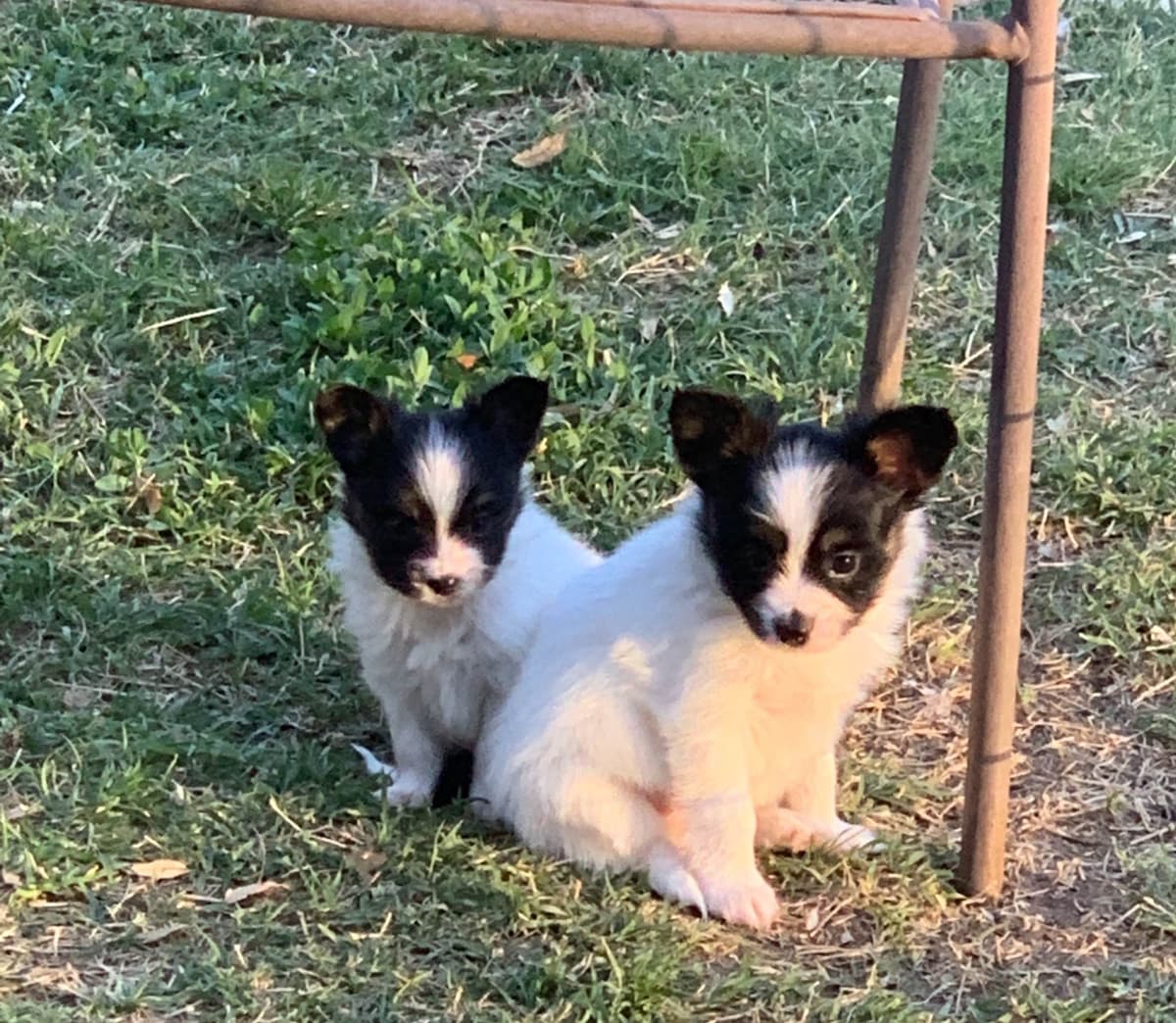 Papillon Puppies breeder image 7